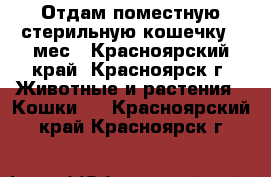 Отдам поместную стерильную кошечку 9 мес - Красноярский край, Красноярск г. Животные и растения » Кошки   . Красноярский край,Красноярск г.